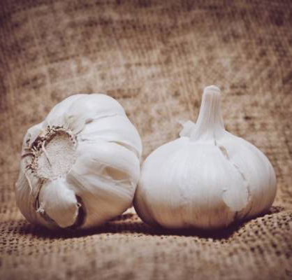 فواید و خواص سیر